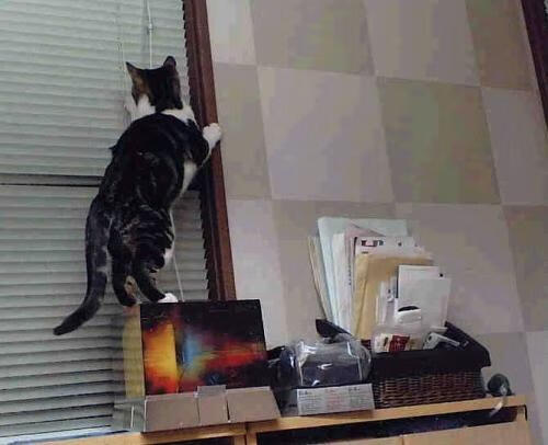 乐鱼体育官网注册-“2025世界运动会：高新体育中心武术选手拼技巧，精彩绝伦”