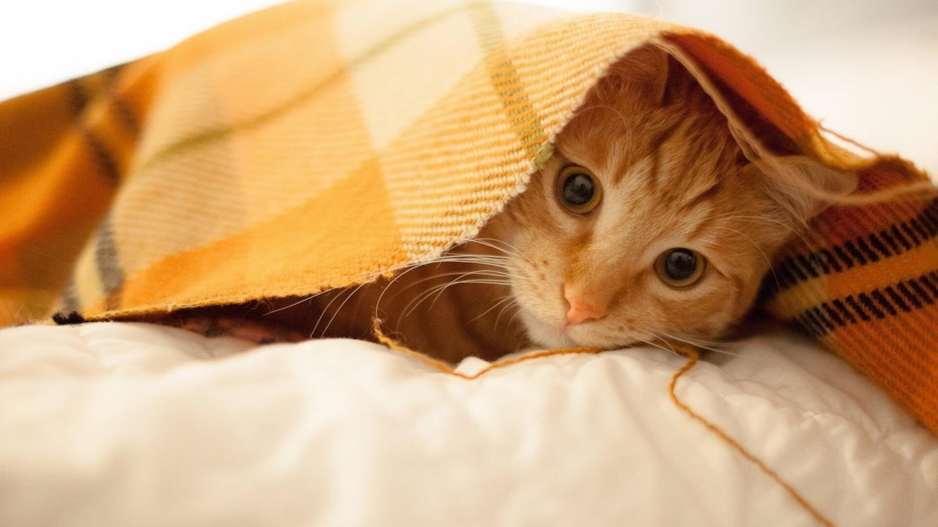 中国男排主帅强调拼搏精神重塑战术体系,中国男排新任主教练