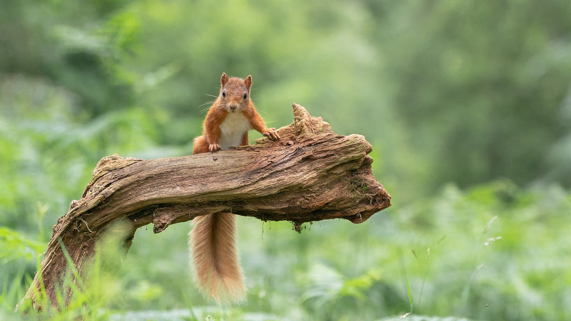 乐鱼体育在线网站-自然节奏与技术节奏谁主蝶泳后程？，蝶泳 节奏