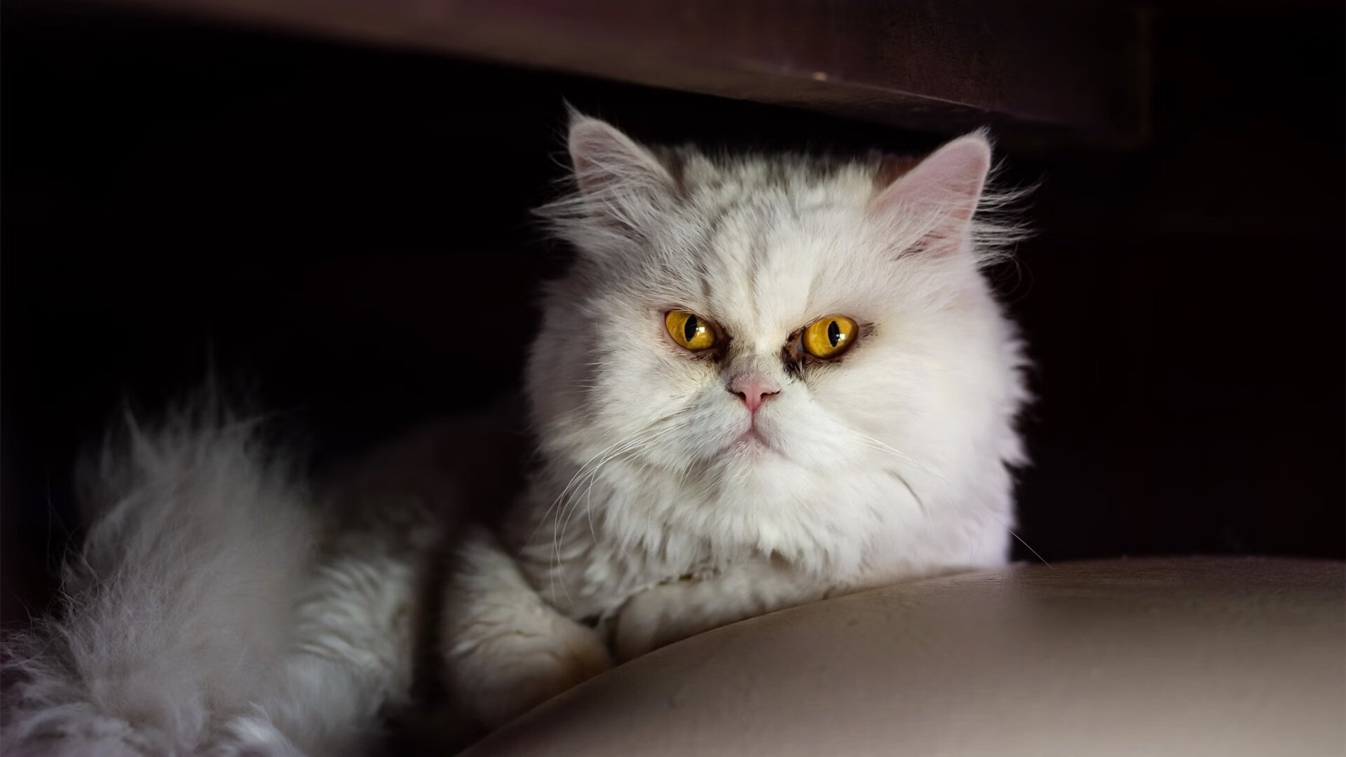 乐鱼体育在线下载-CBA打造俱乐部风采周系列活动提升社会曝光度，cba俱乐部名称大全