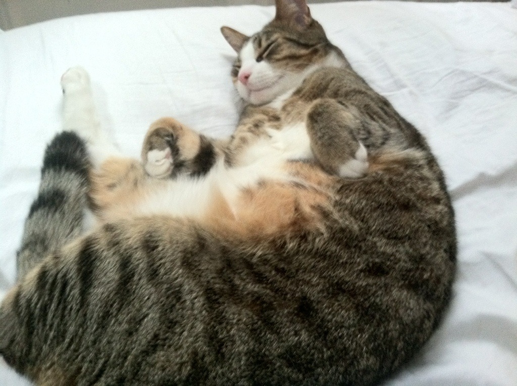 南非羚羊队的团队协作:进攻与防守配合默契,为胜利奠定基础,南非羚羊皮皮衣特点