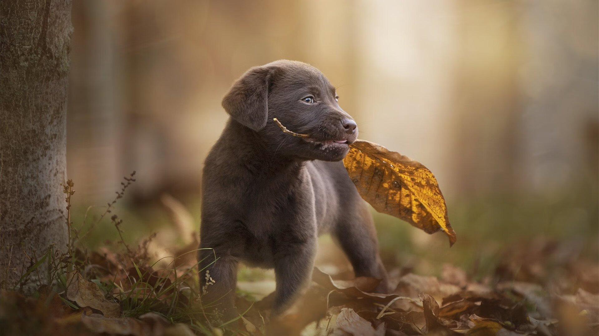 卢旺达男篮在非洲锦标赛中夺冠,创造历史纪录
